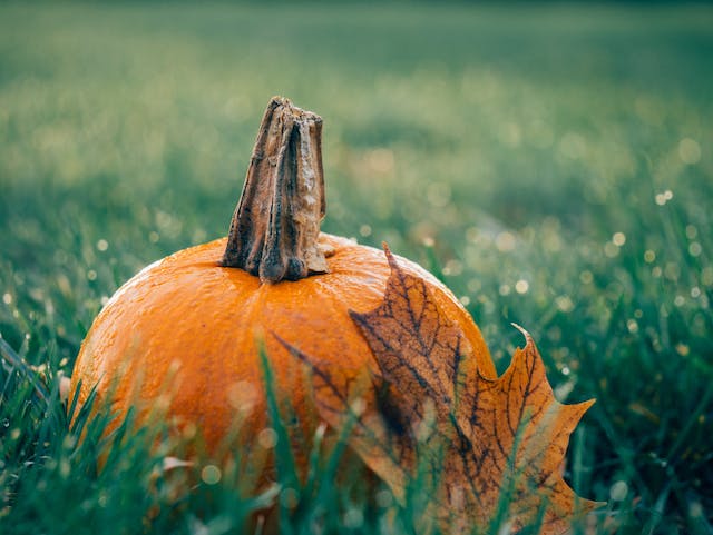 Pexels pixabay 511448