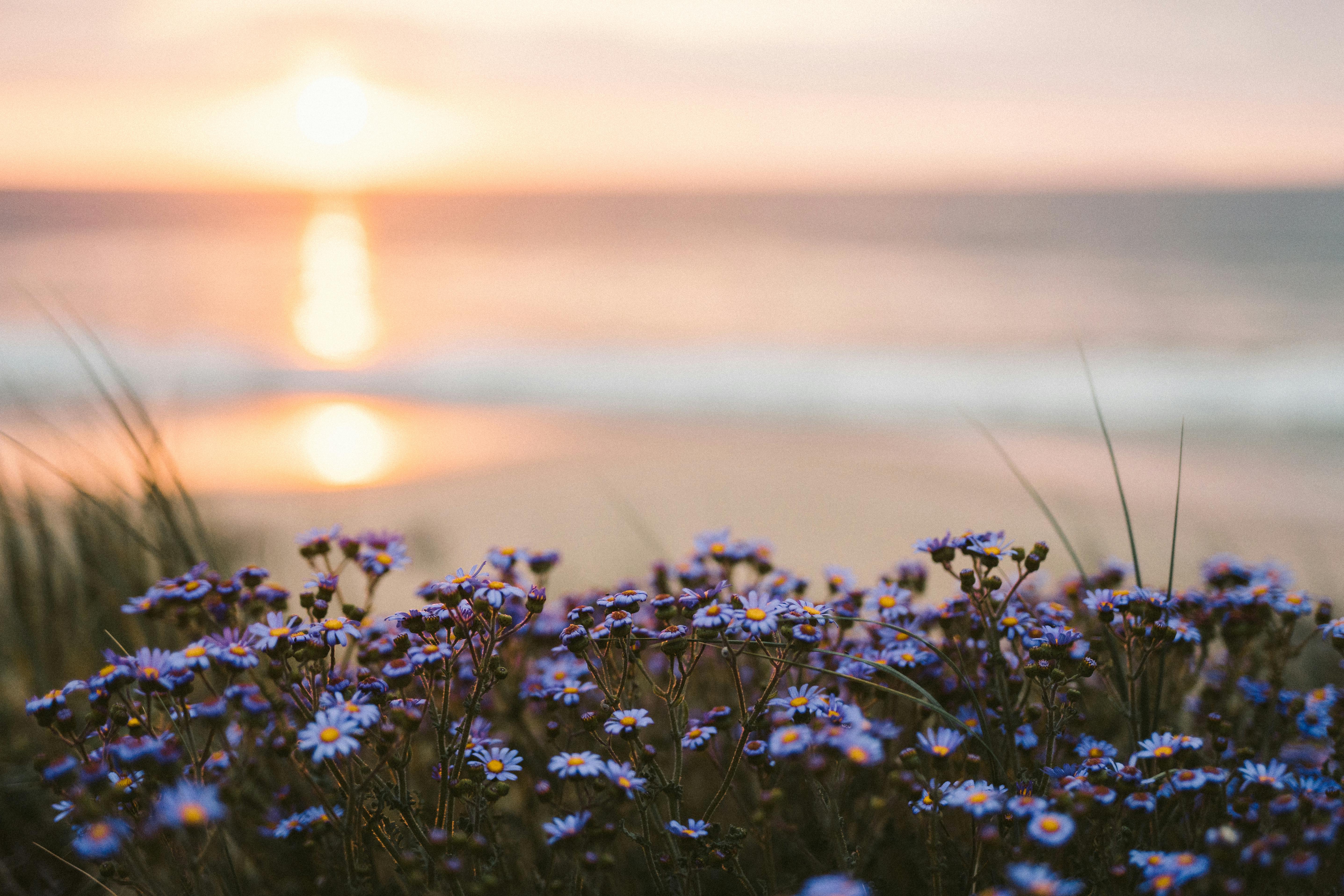 Strandkant i skymmning