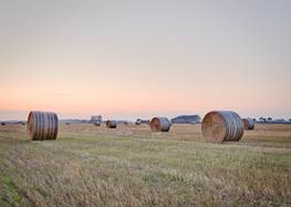 Höbalar på en åker