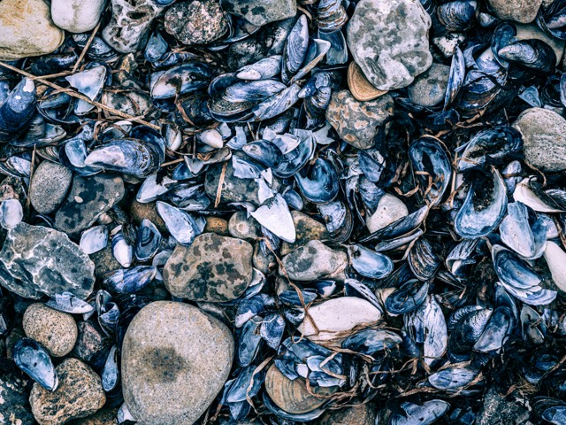 Musslor och stenar