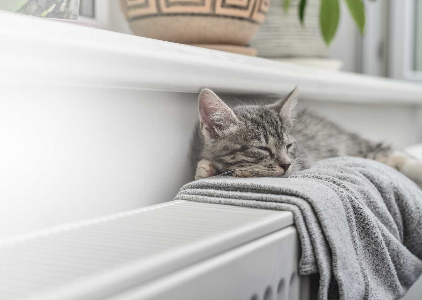 katt som värmer sig på ett element