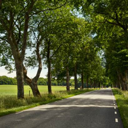 Träd framför äng i solljus